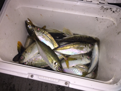 C2000番リールがギュイ〜ン！キビレが。…