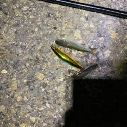 チニング からのシーバス