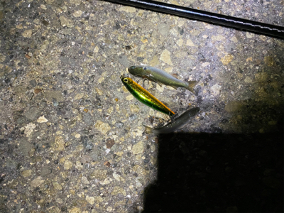 チニング からのシーバス