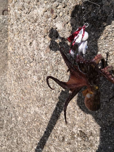 夕方オクトパッシング