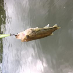 出るものらず。。。