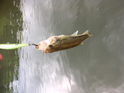 出るものらず。。。