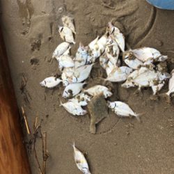 キス釣りたいのに‼️