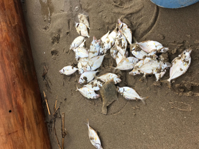 キス釣りたいのに‼️