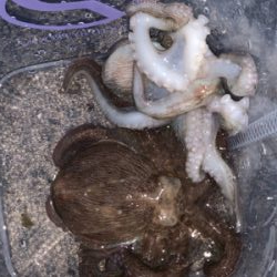 タコ復活してるか?