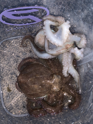 タコ復活してるか?