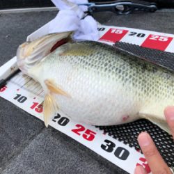 梅雨のブタバス