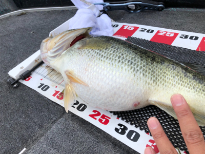 梅雨のブタバス