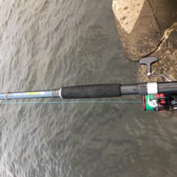 タコ調査9! まだまだよく釣れます!