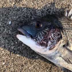 エビ撒き　アタリ渋い