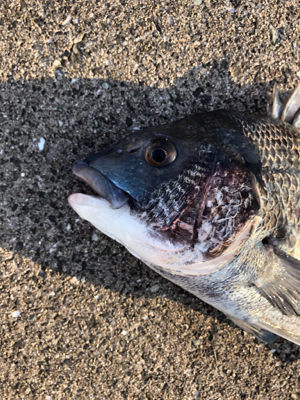 エビ撒き　アタリ渋い