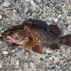 アコウ+ガシラ祭りを堪能しました