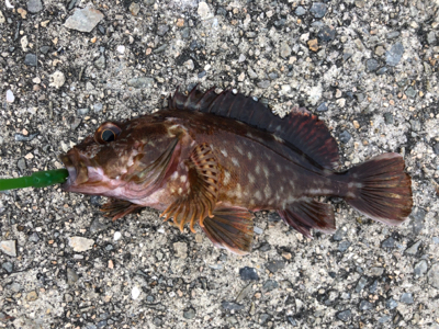 アコウ+ガシラ祭りを堪能しました