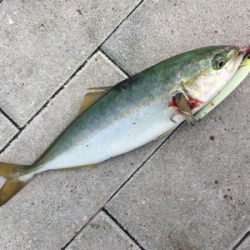 ツバスやや回遊♪