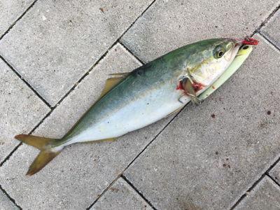 ツバスやや回遊♪