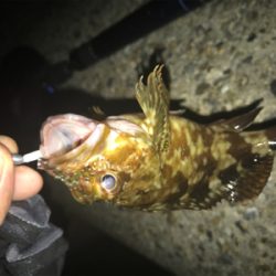 メバルは裏切らないσ(^_^;)