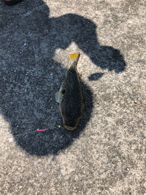 キスを求めて吉良サンライズパーク‼️