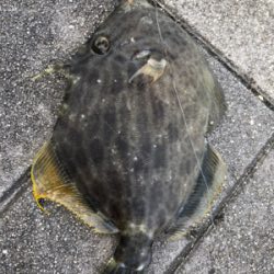 ツバスが釣れているとの事で‥