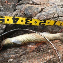 笠戸島グレ釣り第2弾