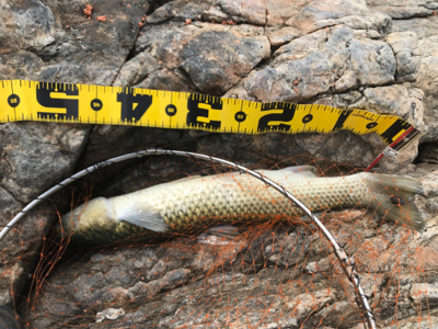 笠戸島グレ釣り第2弾