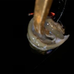 増水パターン!?