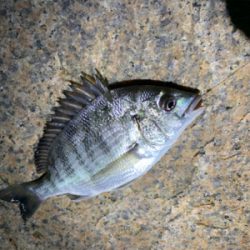 夕まづめからのぶっ込み釣り