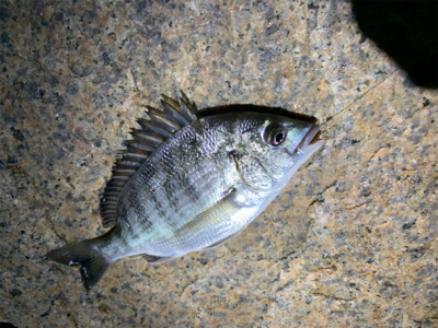 夕まづめからのぶっ込み釣り