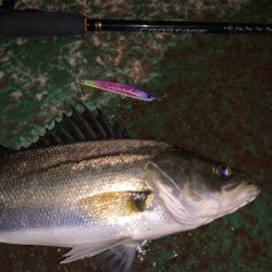 イワシがちらほら