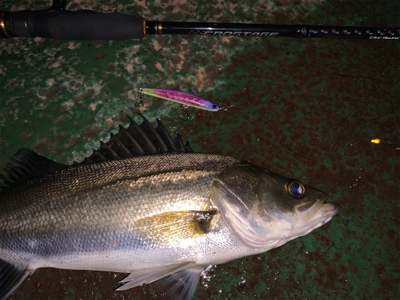 イワシがちらほら