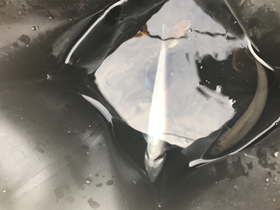 ちょい投げキス釣り(^^)