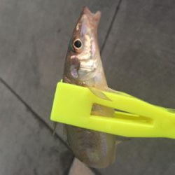 ウキ釣りでタチウオ