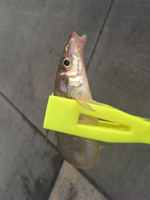 ウキ釣りでタチウオ