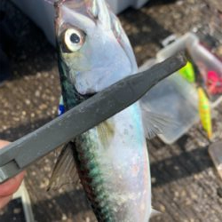 南港魚釣り公園青物イベント