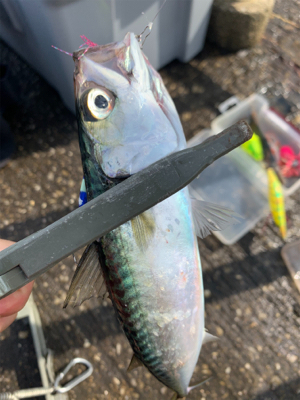 南港魚釣り公園青物イベント