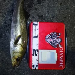 アジング練習 169