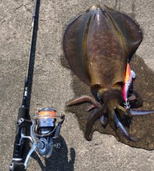 今年初アオリ！