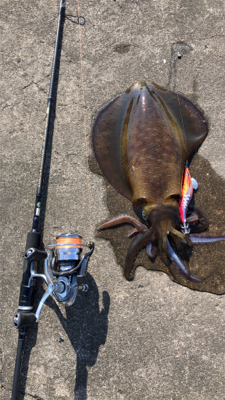 今年初アオリ！