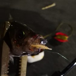 アジング練習 170