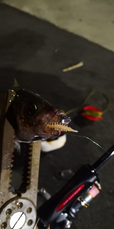 アジング練習 170