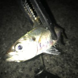 タコ、メバル、アジ釣れたけど…イカは釣れず(><)