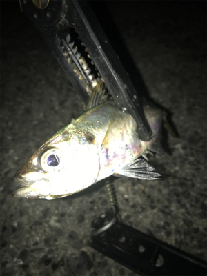 タコ、メバル、アジ釣れたけど…イカは釣れず(><)