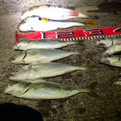 ドラゴン出た。110cm❣️