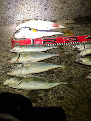 ドラゴン出た。110cm❣️