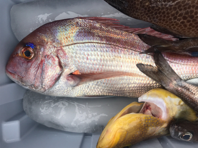 深場浅場なんでも狙いで