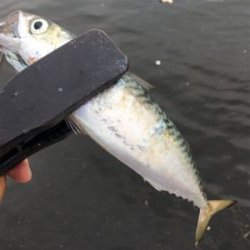 小鯖だけは釣れるんですけどね。。。