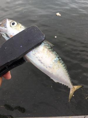 小鯖だけは釣れるんですけどね。。。