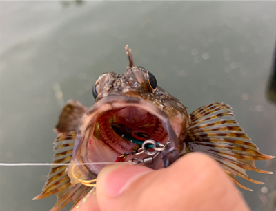 マイクロ岸ジギング