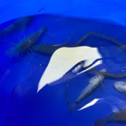 自粛釣行　手長エビ
