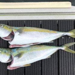 オフショア　初青物