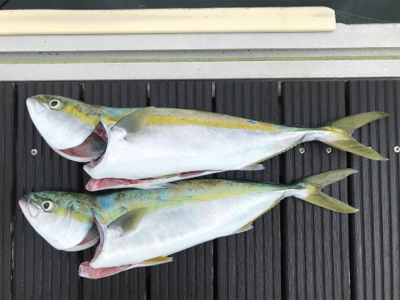 オフショア　初青物